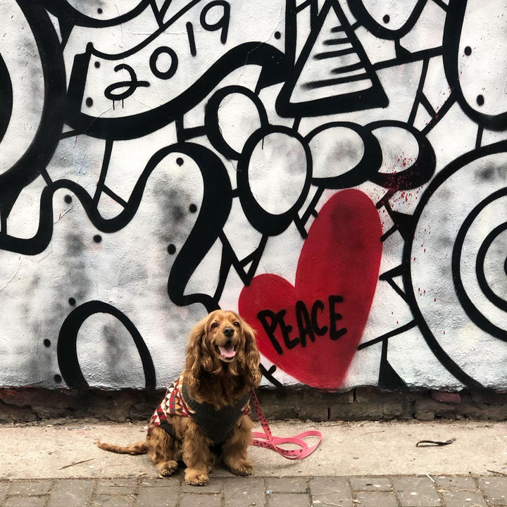 With dog